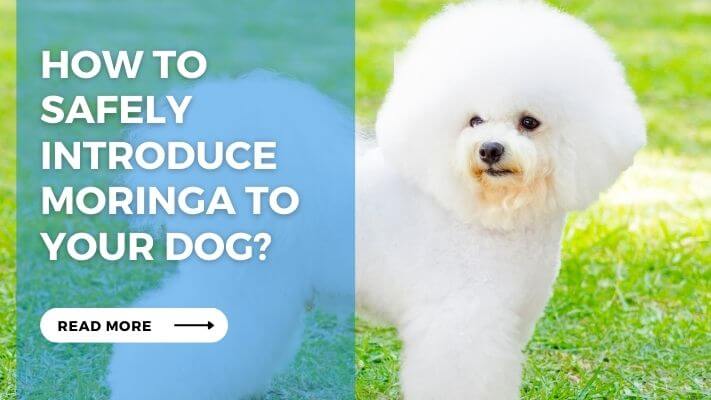 How to Safely Introduce Moringa to Your Dog