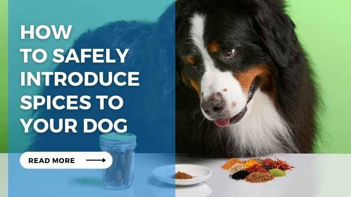 How to Safely Introduce Spices to Your Dog