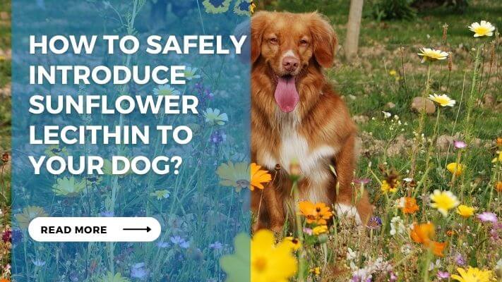 How to Safely Introduce Sunflower Lecithin to Your Dog