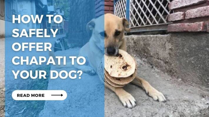 How to Safely Offer Chapati to Your Dog