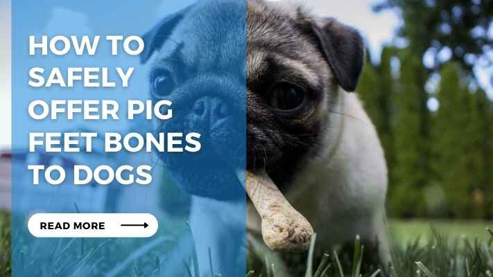 How to Safely Offer Pig Feet Bones to Dogs