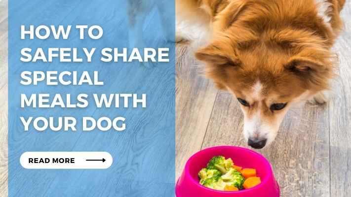 How to Safely Share Special Meals with Your Dog