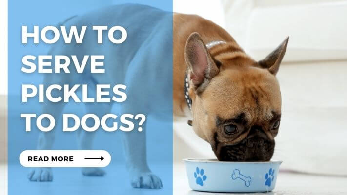 How to Serve Pickles to Dogs