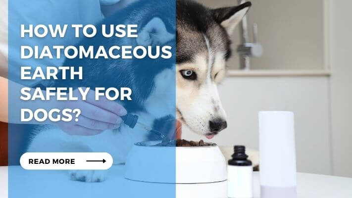 How to Use Diatomaceous Earth Safely for Dogs