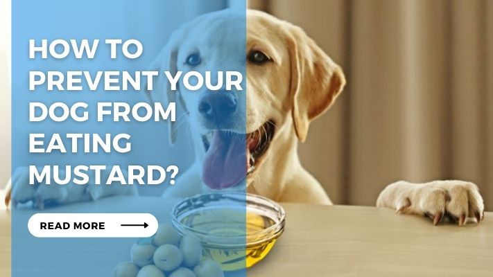 How to  prevent your  dog from  eating  mustard