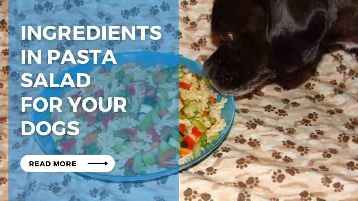 Ingredients in Pasta Salad for Your Dogs