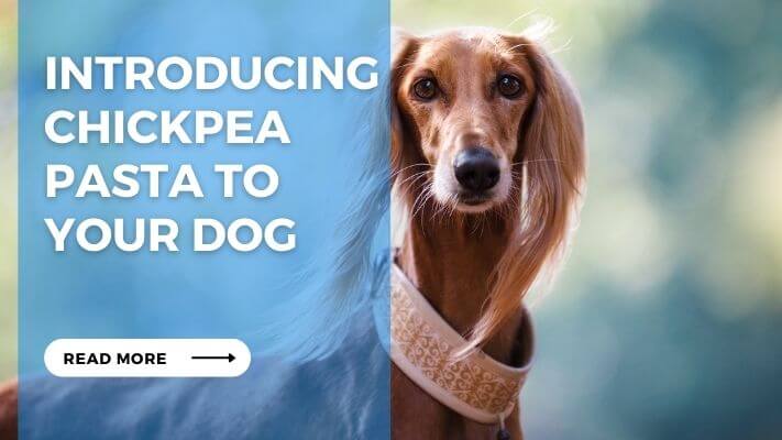 Introducing Chickpea Pasta to Your Dog