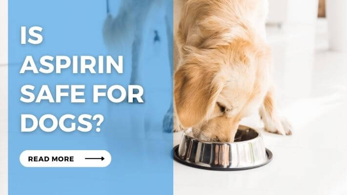 Is Aspirin Safe for Dogs