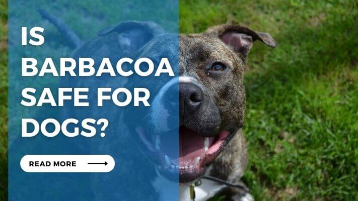 Is Barbacoa Safe for Dogs