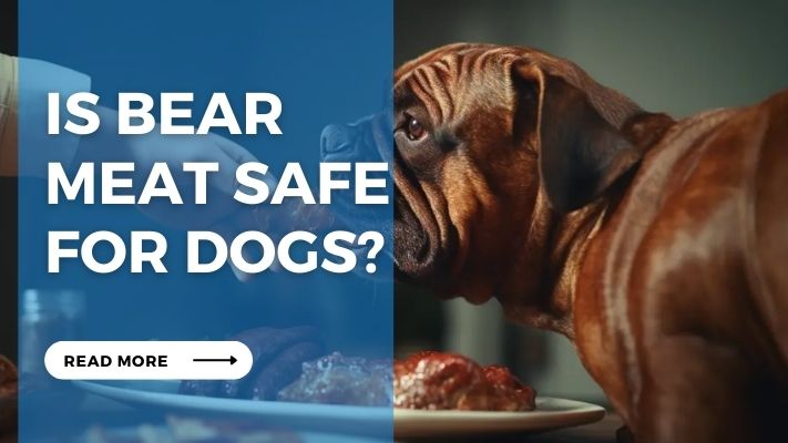 Is Bear Meat Safe for Dogs