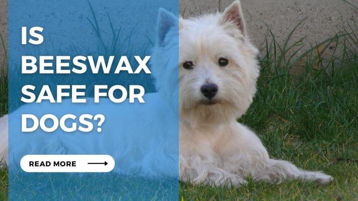 Is Beeswax Safe for Dogs