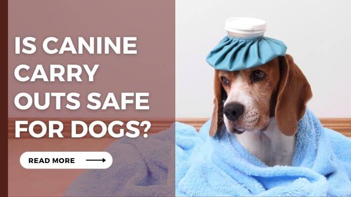 Is Canine Carry Outs Safe for Dogs