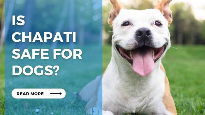 Is Chapati Safe for Dogs