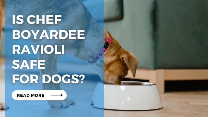 Is Chef Boyardee Ravioli Safe for Dogs?