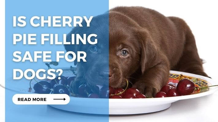 Is Cherry Pie Filling Safe for Dogs