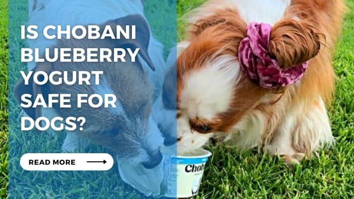 Is Chobani Blueberry Yogurt Safe for Dogs