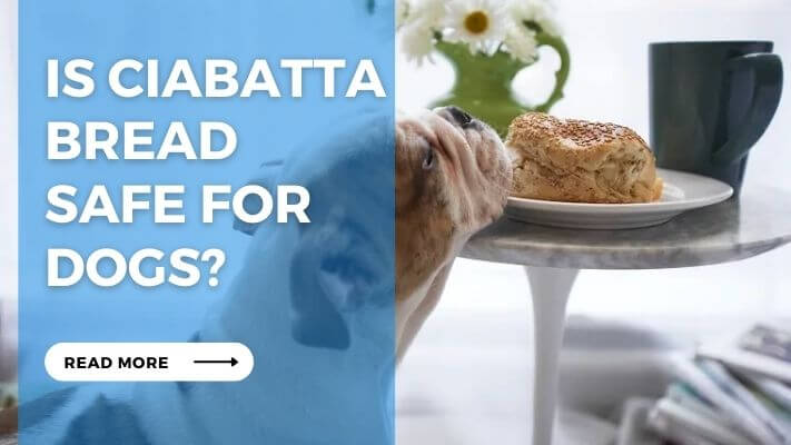 Is Ciabatta Bread Safe for Dogs