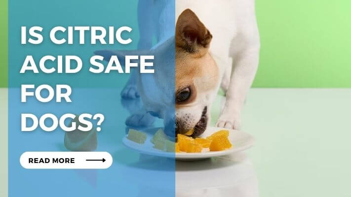 Is Citric Acid Safe for Dogs