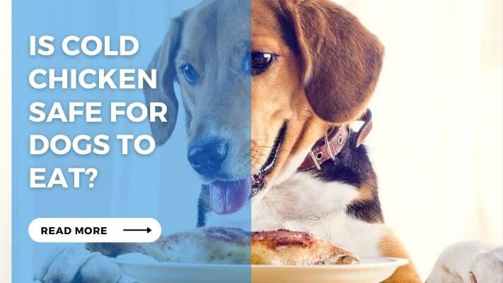 Is Cold Chicken Safe for Dogs to Eat