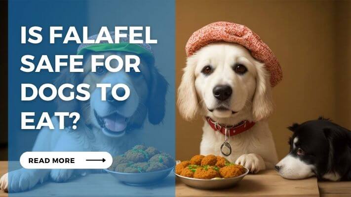 Is Falafel Safe for Dogs to Eat