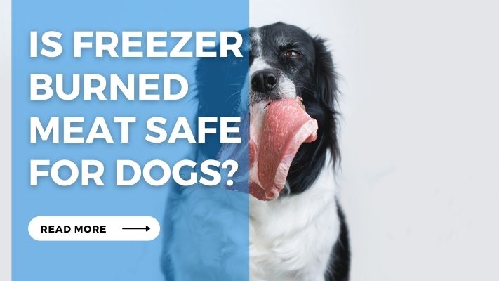 Is Freezer Burned  Meat Safe  for Dogs