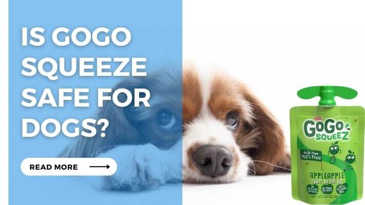 Is Gogo Squeeze Safe for Dogs