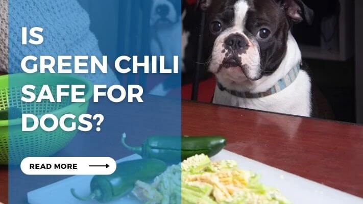 Is Green Chili Safe for Dogs