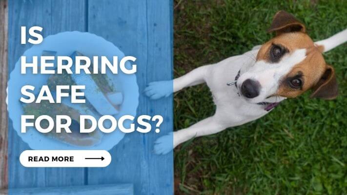 Is Herring Safe for Dogs