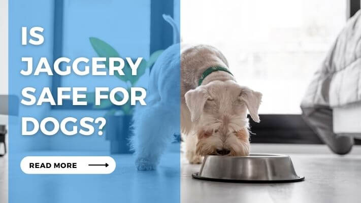 Is Jaggery Safe for Dogs