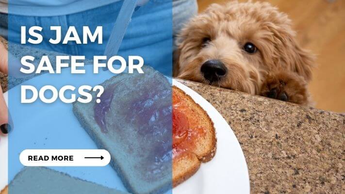 Is Jam Safe for Dogs