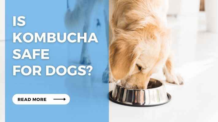 Is Kombucha Safe for Dogs