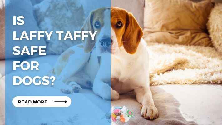 Is Laffy Taffy Safe for Dogs