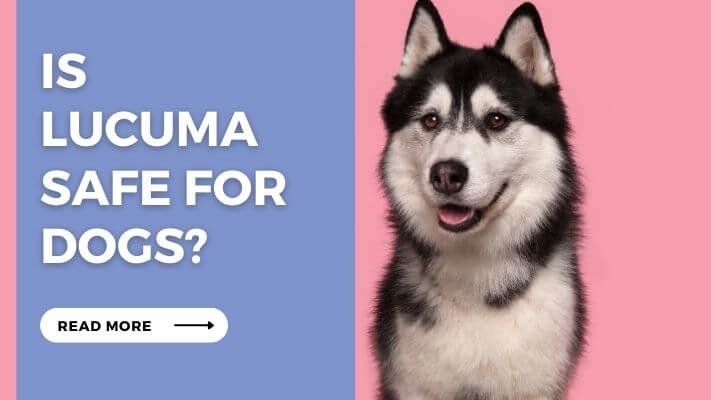 Is Lucuma Safe for Dogs