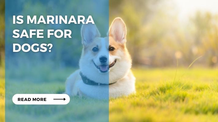 Is Marinara Safe for Dogs