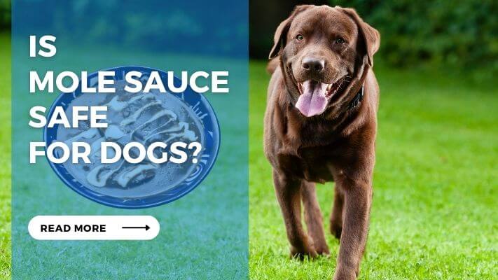 Is Mole Sauce Safe for Dogs