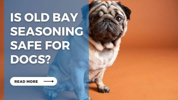 Is Old Bay Seasoning Safe for Dogs