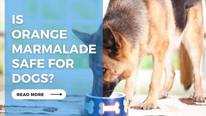 Is Orange Marmalade Safe for Dogs