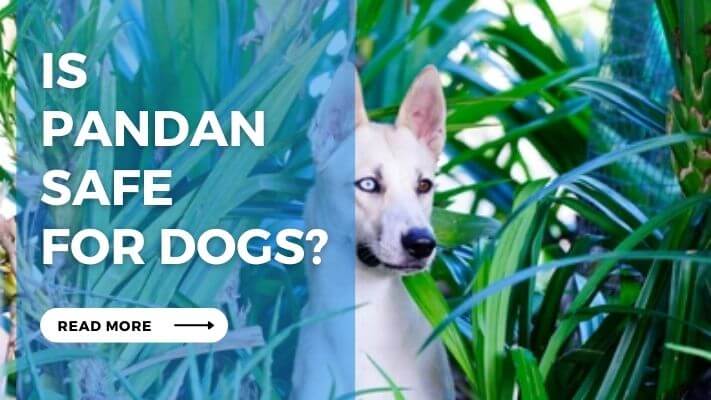 Is Pandan Safe for Dogs