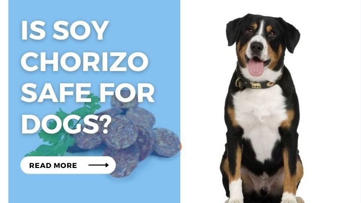 Is Soy  Chorizo  Safe for  Dogs