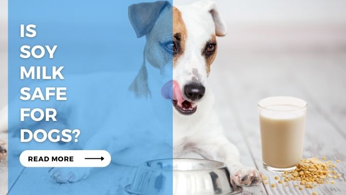 Is Soy Milk Safe for Dogs