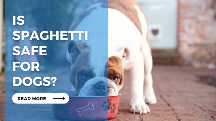 Is Spaghetti Safe for Dogs