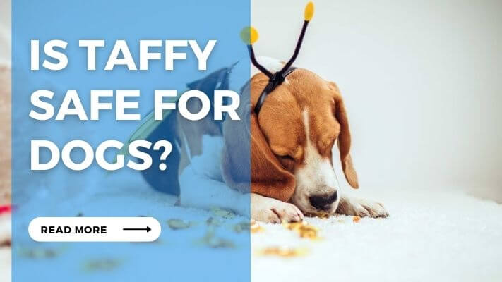 Is Taffy Safe for Dogs