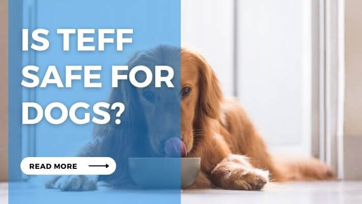 Is Teff Safe for Dogs