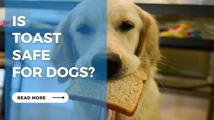 Is Toast Safe for Dogs