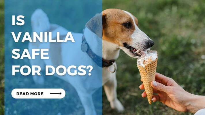 Is Vanilla Safe For Dogs