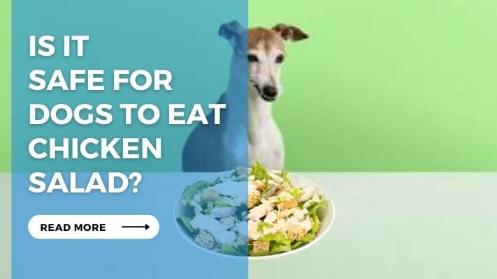 Is it Safe for Dogs to Eat Chicken Salad