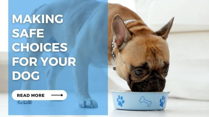 Making Safe Choices for Your Dog