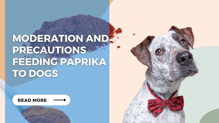 Moderation and Precautions Feeding Paprika  to Dogs