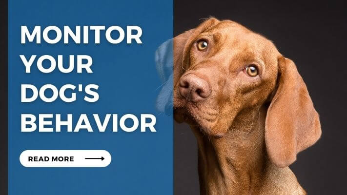 Monitor Your Dog's Behavior