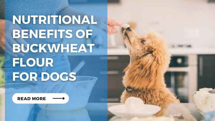 Nutritional Benefits of Buckwheat Flour for Dogs